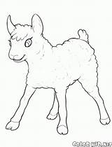 Owieczka Kolorowanka Colorkid Pouco Cordeiro Divertir Divertirsi Divertirse Owce Kozy Ovinos Caprinos Ziegen Schafe Goats Owca Ovejas Cabras Capre Pecore sketch template