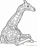 Giraffe Coloring Sitting Pages Drawing Giraffes Coloringpages101 Getdrawings sketch template
