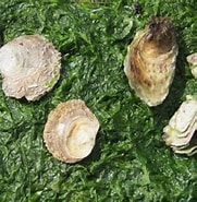 Afbeeldingsresultaten voor Japanse oester dieet. Grootte: 181 x 185. Bron: www.vleet.be