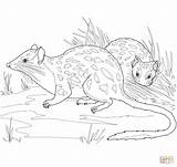 Quoll Coloring Northern Pages Drawing Supercoloring Categories sketch template