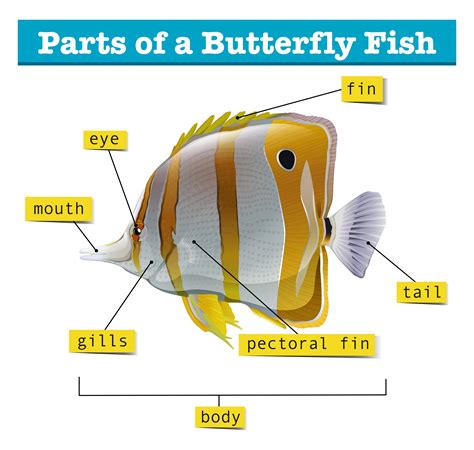 diagram   parts  fish  vector art  vecteezy