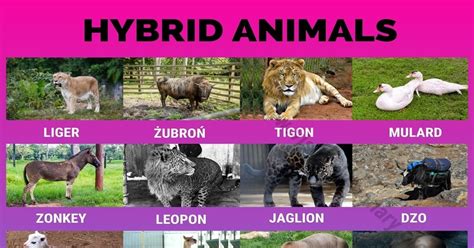 hybrid animals  wonderful hybrid animals   exist