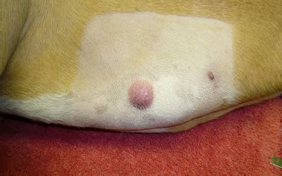 mast cell tumors   dogs