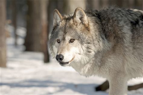 court rules gray wolves remain endangered  western great lakes nbc news