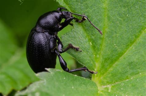 insekten