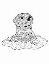 Coloring Pages Animal Adult Animals Otter Adults Printable Book Books Calm Colouring Color Wild Patterns Mandala Sheets Creatively Baby Pdf sketch template