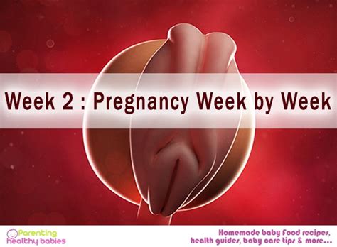 Week 2 Pregnancy Week By Week