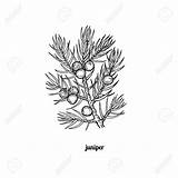 Juniper Tree Drawing Branch Illustration Getdrawings Berries Vector Stock sketch template
