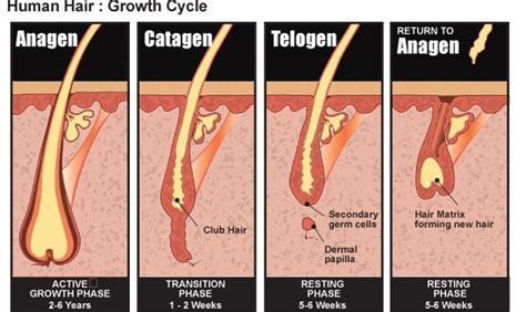 nutrition tips  healthy hair drjockerscom hair loss men human hair growth hair loss