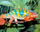 Résultat d’image pour le caméléon Animal. Taille: 137 x 110. Source: mypetcarejoy.com
