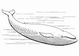 Whale Blue Coloring Pages Kids Printable Line Drawing Sperm Cliparts Whales Musculus Balaenoptera Foresman Pearson Scott Large Edupics sketch template