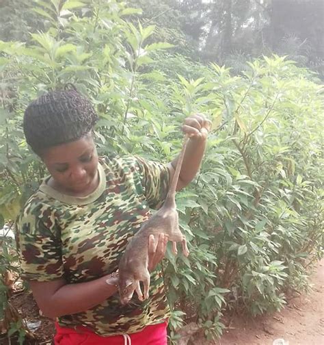 photos slay queen catches bush rat in her village kills