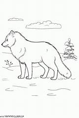 Dibujos Lobos Coloring Pages Snowblower Estepa Animales Template La sketch template