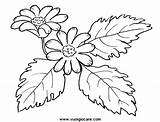 Anemone Stampare Anemona Ricamare Disegnare Floreali Crisantemo Girasole Pesco Relacionado Ricamo Usignolo sketch template