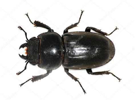 insect stag beetle bug stock photo  cpanxunbin