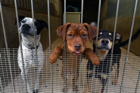 rendre  chien  la spa chien nouvelles