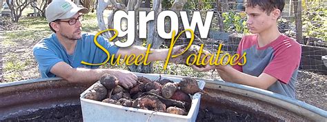 grow sweet potatoes harvest  reward daddykirbs farm