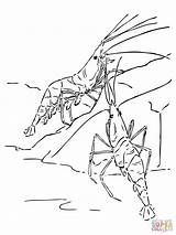 Garnelen Colorear Ausmalbild Ausmalen Gambero Crevettes Wasserpflanzen Garnele Shrimps Crostacei Coloriages Kategorien sketch template
