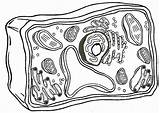 Cells Biology Eukaryotic Coloringhome Prokaryotic Membrane Diagrams Biologycorner Pronostic Prokaryote sketch template