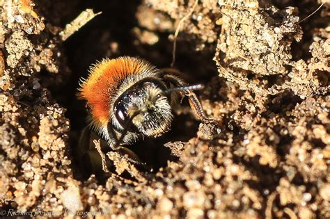 img early mining bee leaving nest richard brunton flickr