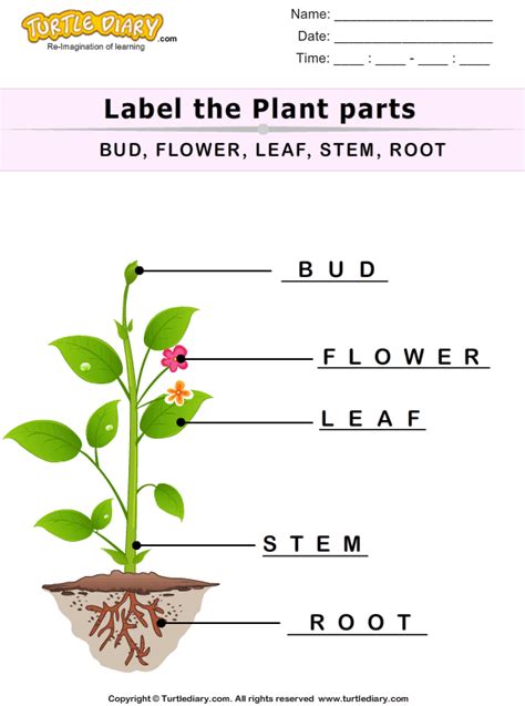 label  plant parts worksheet turtle diary