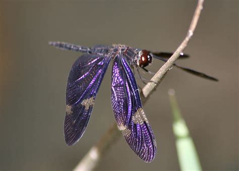 top   beautiful dragonfly species