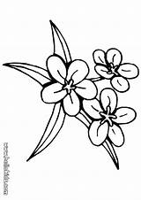 Coloring Flower Pages Flowers Jasmine Drawing Traceable Patterns Outline Three Lily Hearts Simple Drawings Clipart Printable Colouring Bouquet Getdrawings Color sketch template