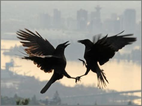 82 Best Crows And Ravens Flight Images On Pinterest Crows Ravens