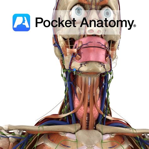 hypoglossal nerve pocket anatomy