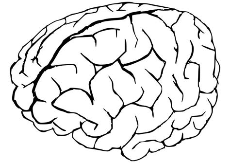 human brain coloring pages coloring home