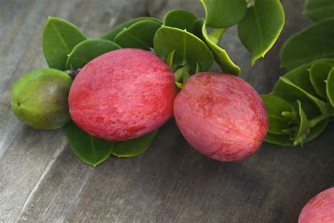 growing  caring  natal plum