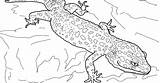 Gecko Geckos sketch template
