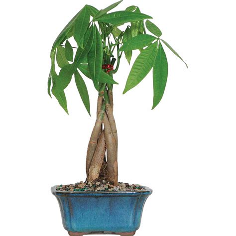 Bonsai Money Trees In The Year 2023 Learn More Here Leafyzen