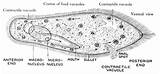 Paramecium Clipart Cell Etc Google Usf Edu Search Including Above Any Use Medium Large Macro Micro Gif sketch template
