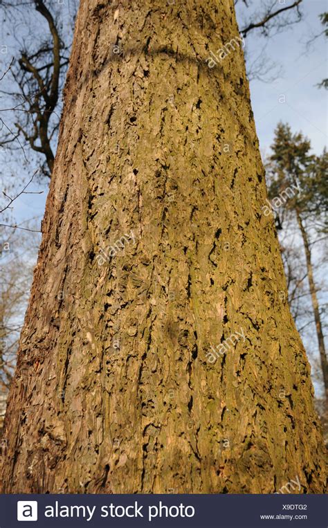 douglas fir tree bark stock  douglas fir tree bark stock images alamy