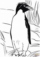 Macaroni Penguin Coloring Pages Drawing Categories sketch template