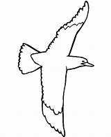 Coloring Seagull Swallow Tailed Flying Designlooter Clipartmag Drawing 48kb 745px Color sketch template