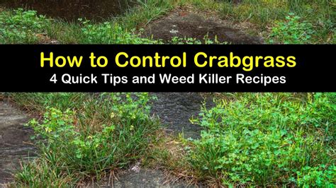 quick tips  control crabgrass