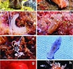 Afbeeldingsresultaten voor "pneumodermopsis Canephora". Grootte: 104 x 98. Bron: www.researchgate.net