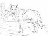 Coyote Getdrawings sketch template