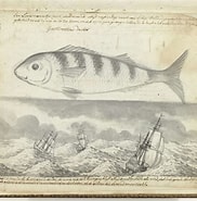Image result for Loodsmannetje. Size: 182 x 185. Source: www.rijksmuseum.nl