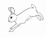 Rabbit Running Drawing Outline Rabbits Railway Drawings Hare Flickr Dru Run Down Coloring Marland Paintingvalley sketch template