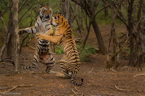 tigers ight jab left jab   fight