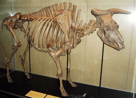 aurochs ancient prehistoric wild bull