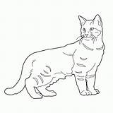 Gatos Pisica Colorat Planse Pixie Gatti Colorare Desene Pagine Colorearimagenes Gattino Animalitos Pisici Ausmalbilder Katzen Gratuitamente Stampa Sagoma Gatto Animale sketch template