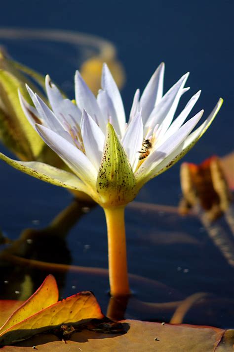 Day Trips International Waterlily Collection San Angelo Texas