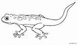 Lizard Gecko Ausmalbilder Reptiles Malvorlagen Eidechse Cool2bkids Lagarto Eidechsen Ausdrucken sketch template