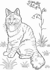 Coloring Cat Kitten Realistic Sheets Tabby Printable Cats Forest Animal Colouring Animals Norwegian Kittens Clash Adult Royale Pet Adults Coloringpages sketch template