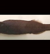 Afbeeldingsresultaten voor "maulisia Mauli". Grootte: 172 x 185. Bron: fishesofaustralia.net.au