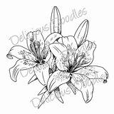 Lily Drawing Flower Tiger Tattoo Stargazer Line Tattoos Drawings Lilies Sketch Coloring Easter Lillies Sketches Painting Draw Outline Jagua Simple sketch template
